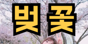 벚꽃 축제 가는 꿈