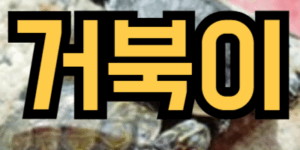 거북이 꿈해몽