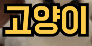 고양이가 집에 들어오는 꿈